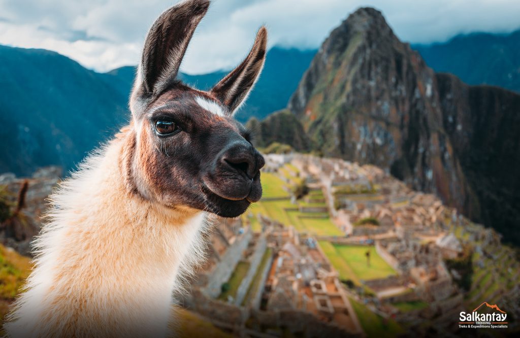 Lhama em Machu Picchu