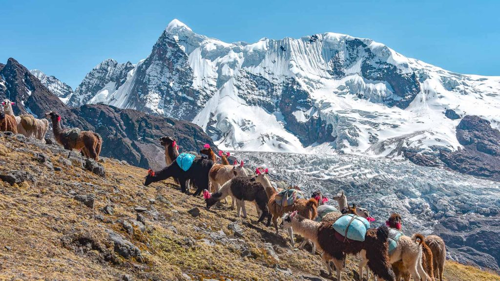 Grupo de lhamas caminhando na geleira Ausangate