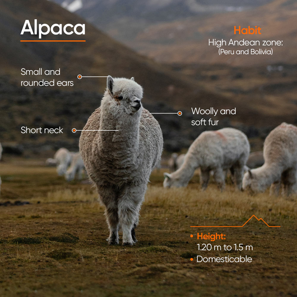 A Alpaca