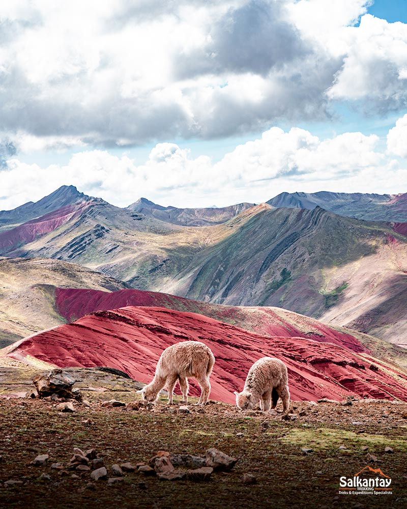 Alpacas no vale vermelho de Palccoyo