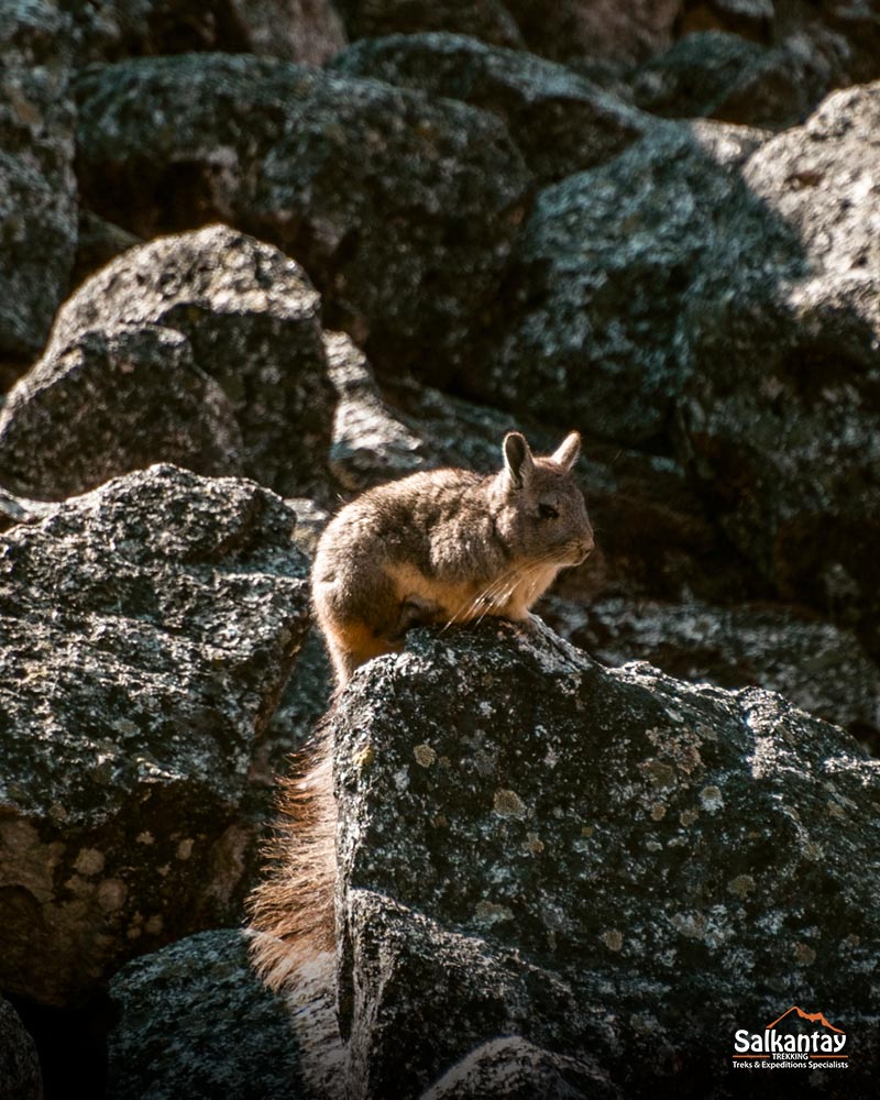 Fauna na montanha Huchuy Picchu