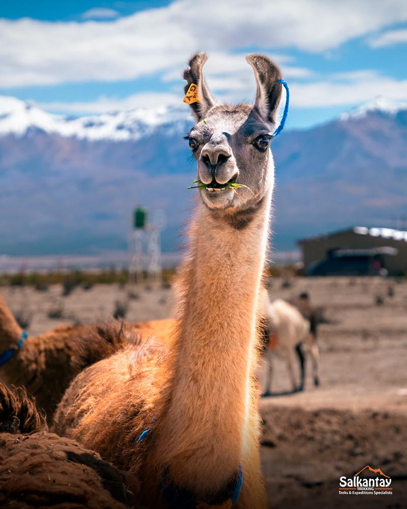 Guanaco