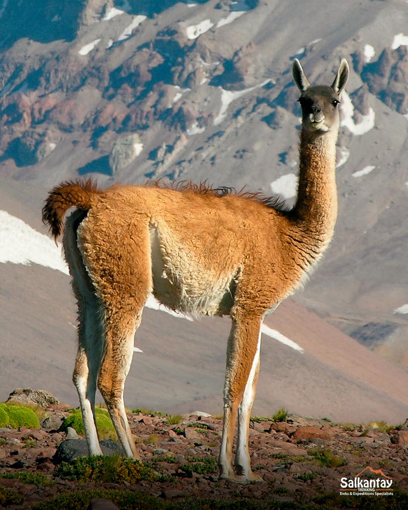 Guanaco