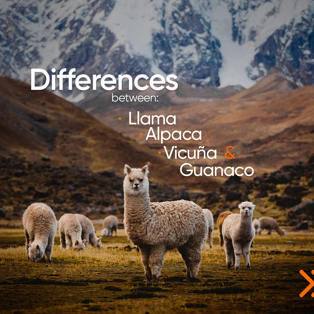 Lhama, Alpaca, Vicunha e Guanaco