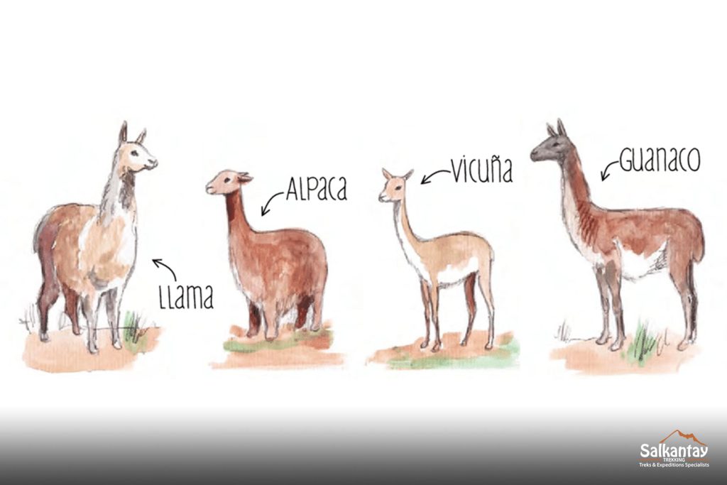 Lhama, Alpaca, Vicunha e Guanaco