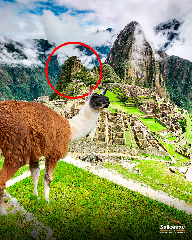 Lhama em Macchu Picchu com a montanha Huchuy Picchu ao fundo