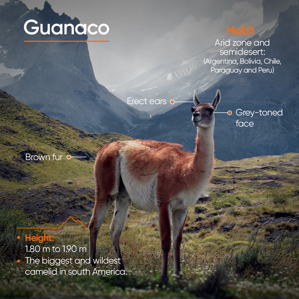 O Guanaco