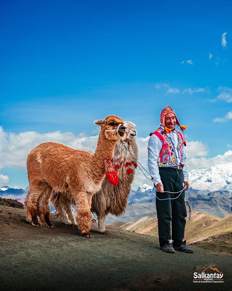 Uma pessoa andina e uma alpaca na montanha colorida de Palccoyo