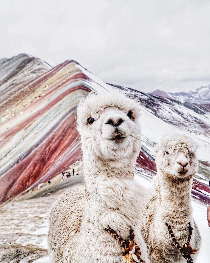 Lhamas na montanha colorida de Vinicunca