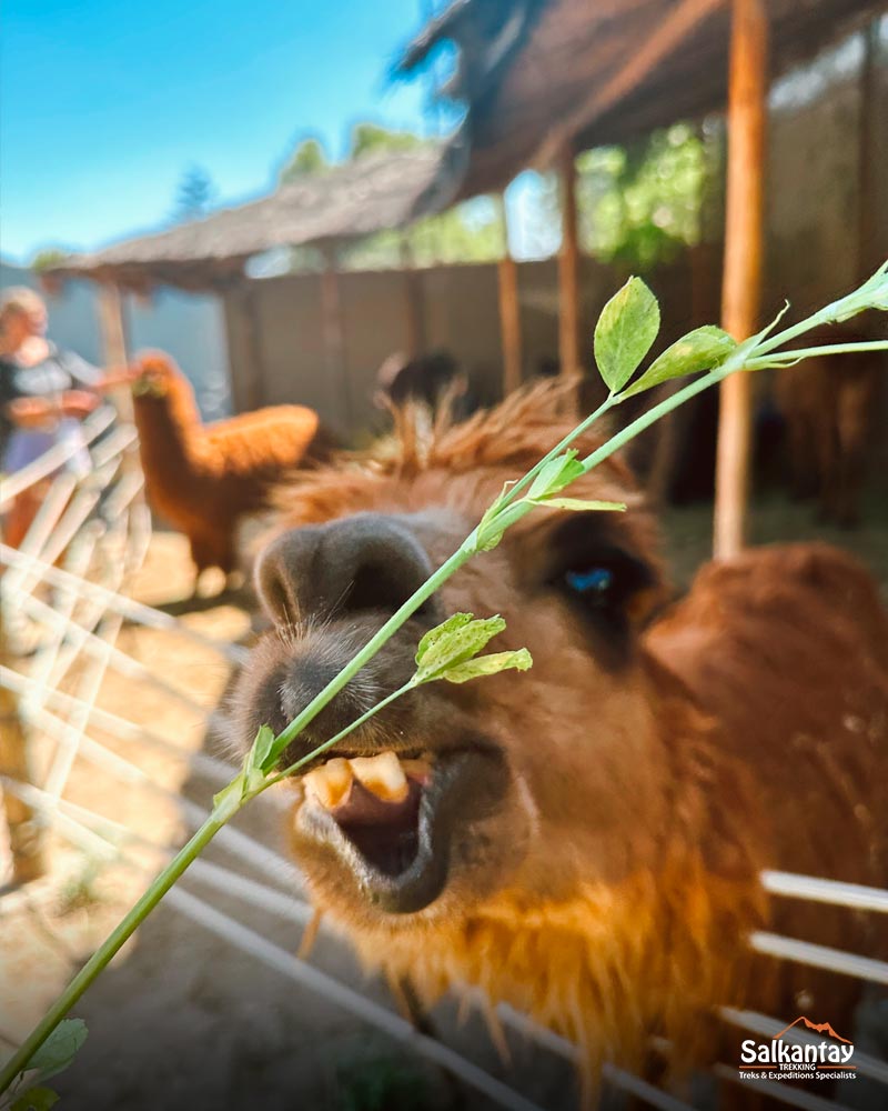 Mundo Alpaca | Arequipa