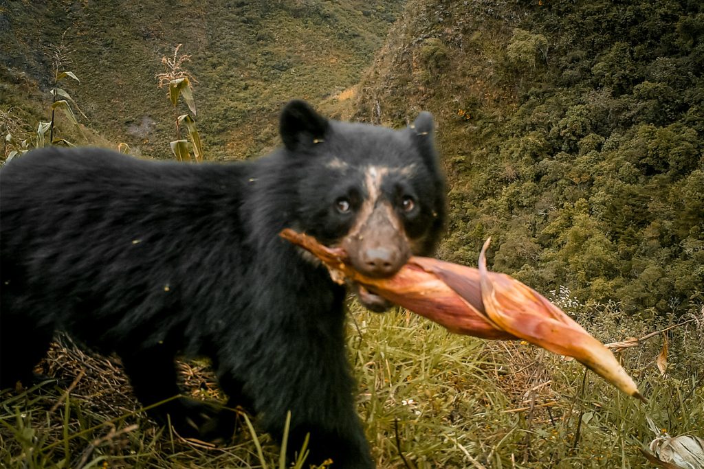 Alimentação do urso-de-óculos