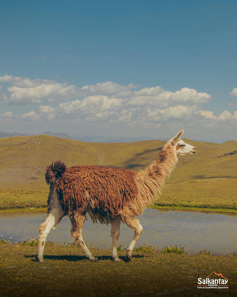 Lhama caminhando na lagoa Qoricocha.