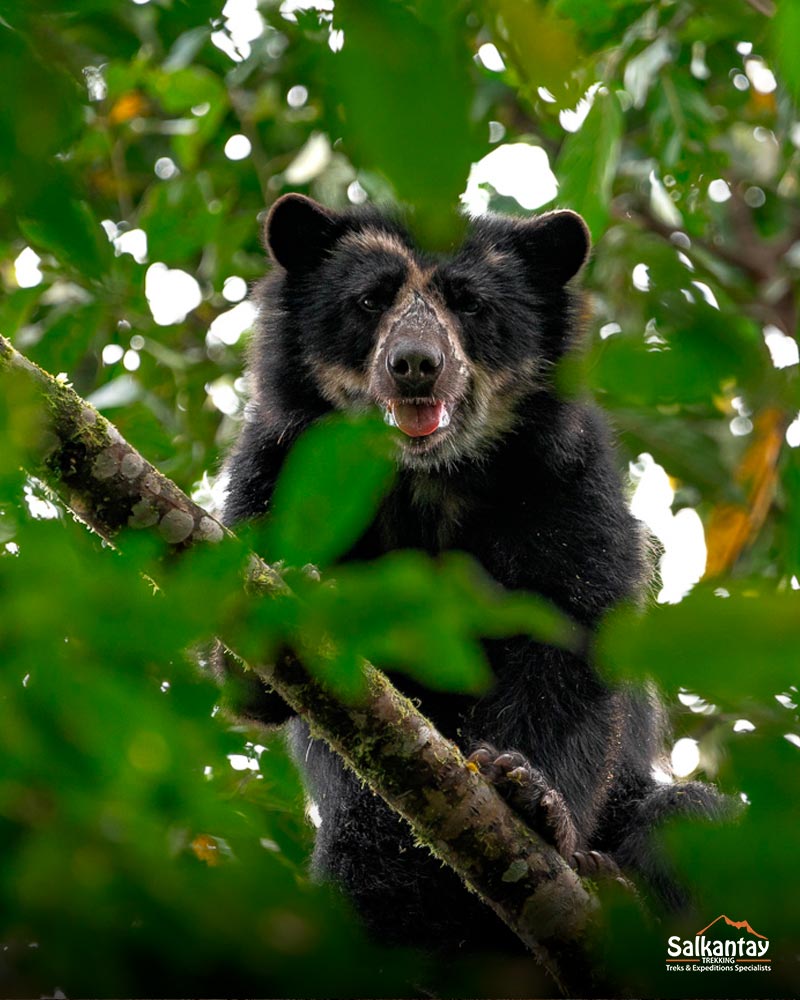 O urso de óculos