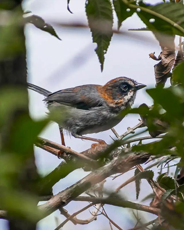 Apurimac Brushfinch (Atlapetes forbesi): uma espécie endêmica do sul do Peru