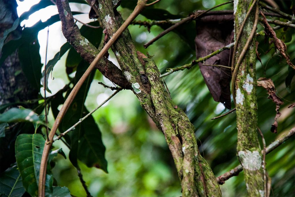 Planta para a elaboração do Ayahuasca