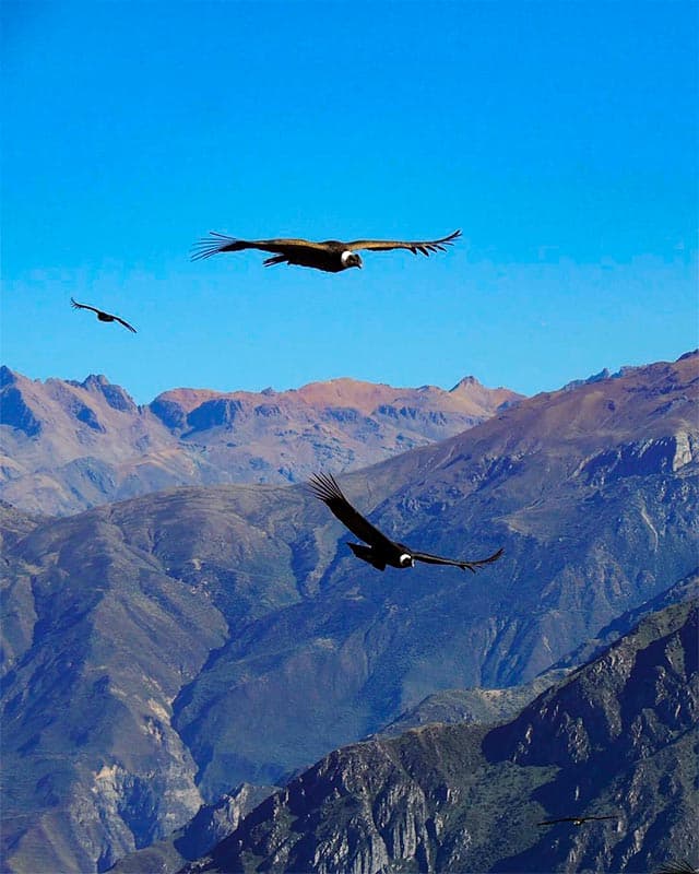 Condors voando no Cânion do Colca.