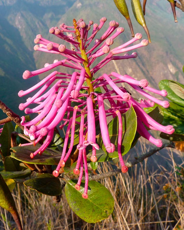 Flora em Choquequirao