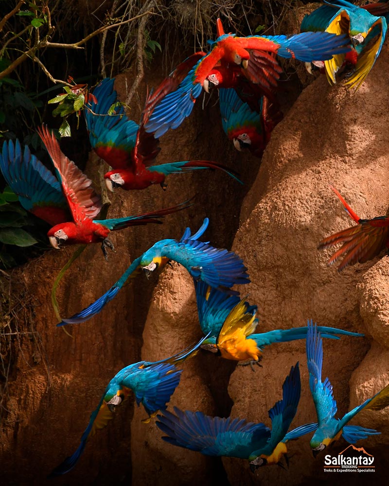 Parrots at Peruvian Rainforest