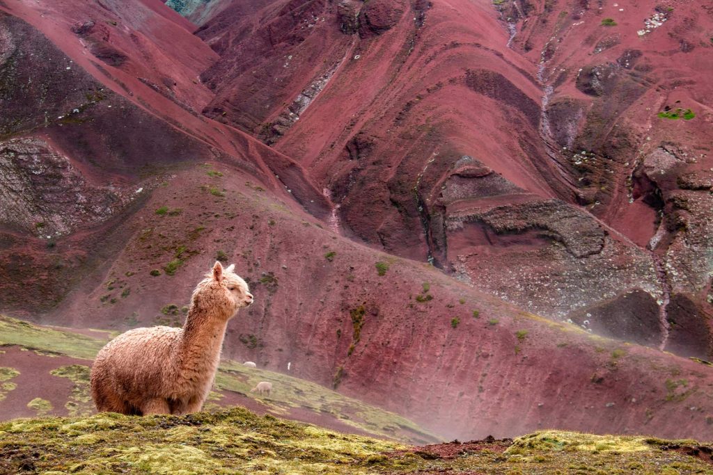 O imenso vale vermelho habitado por alpacas