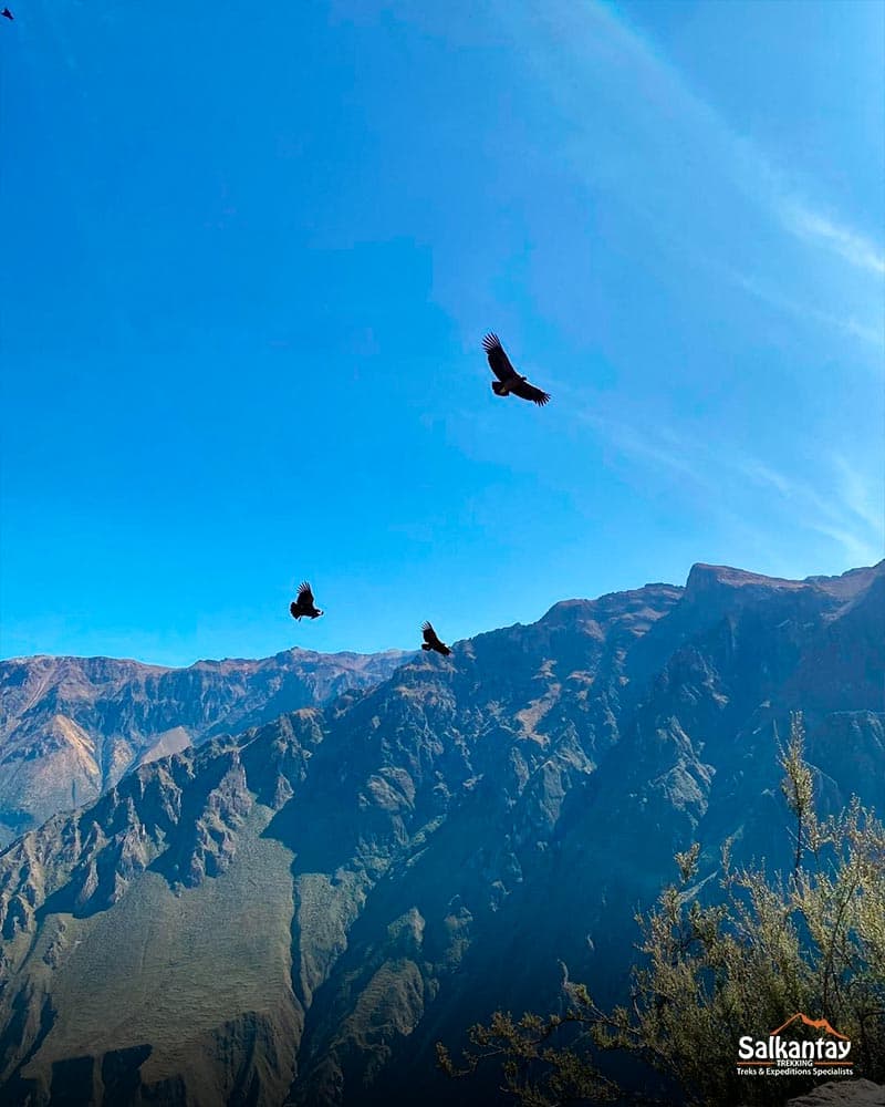 Condors voando sobre o cânion do Colca.