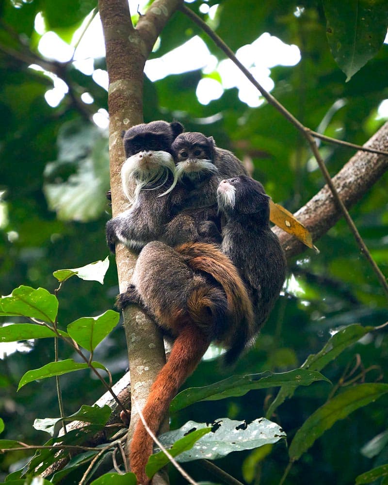 O sagui-de-tamarindo-real