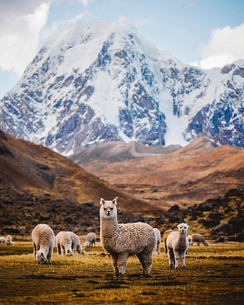 Ausangate, casa das alpacas