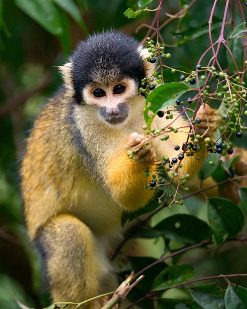 Macaco esquilo de cabeça preta (Saimiri boliviensis)