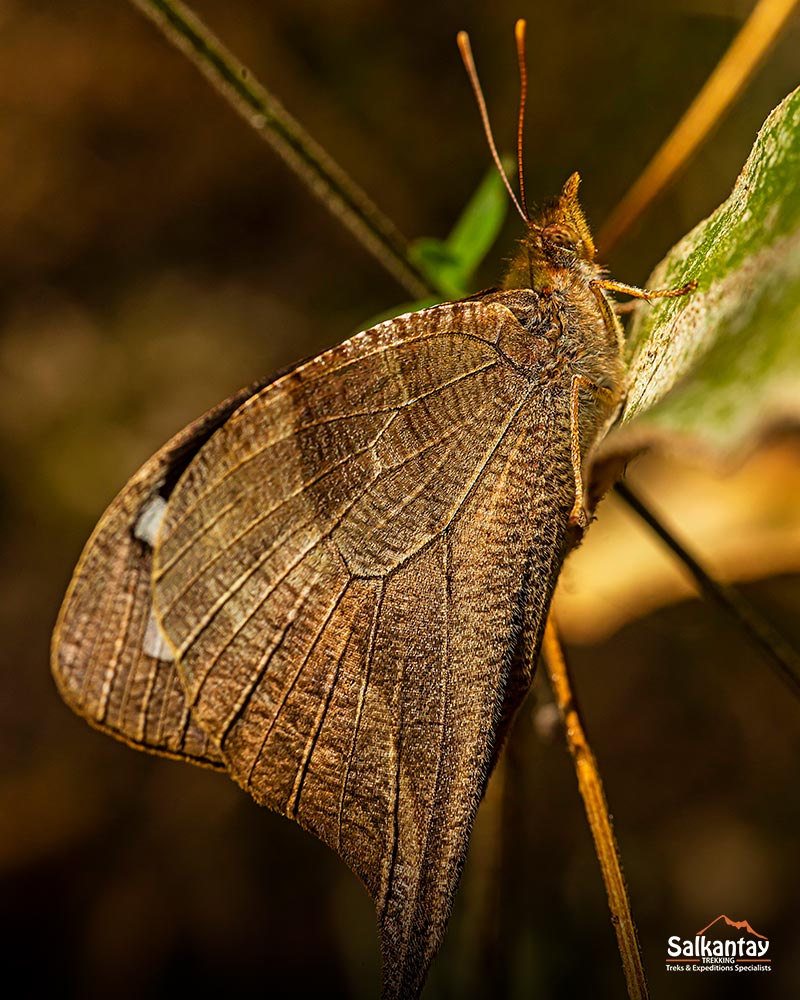 Borboleta no Caminho Inca