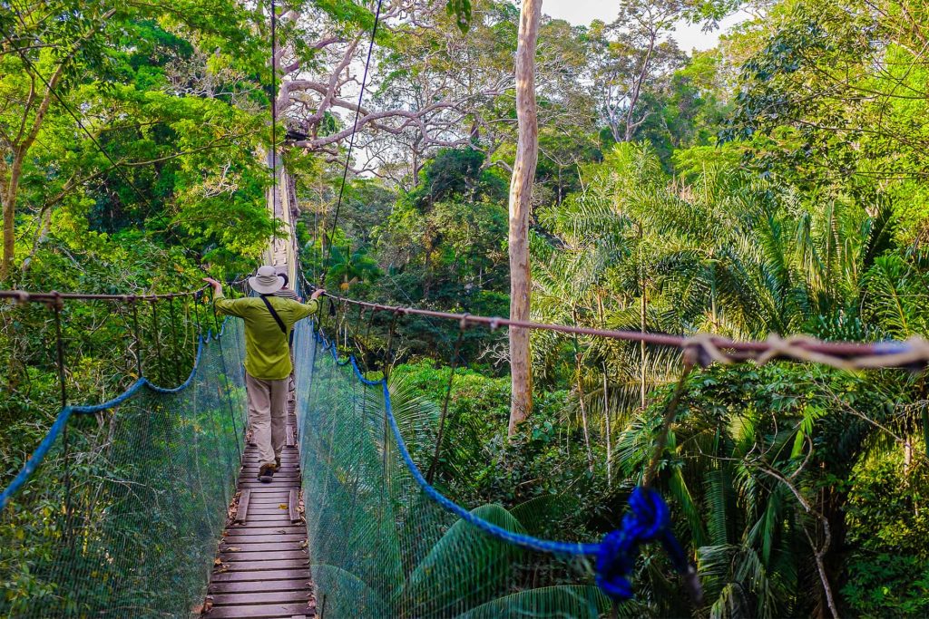 Passeios no dossel da exuberante floresta de Tambopata