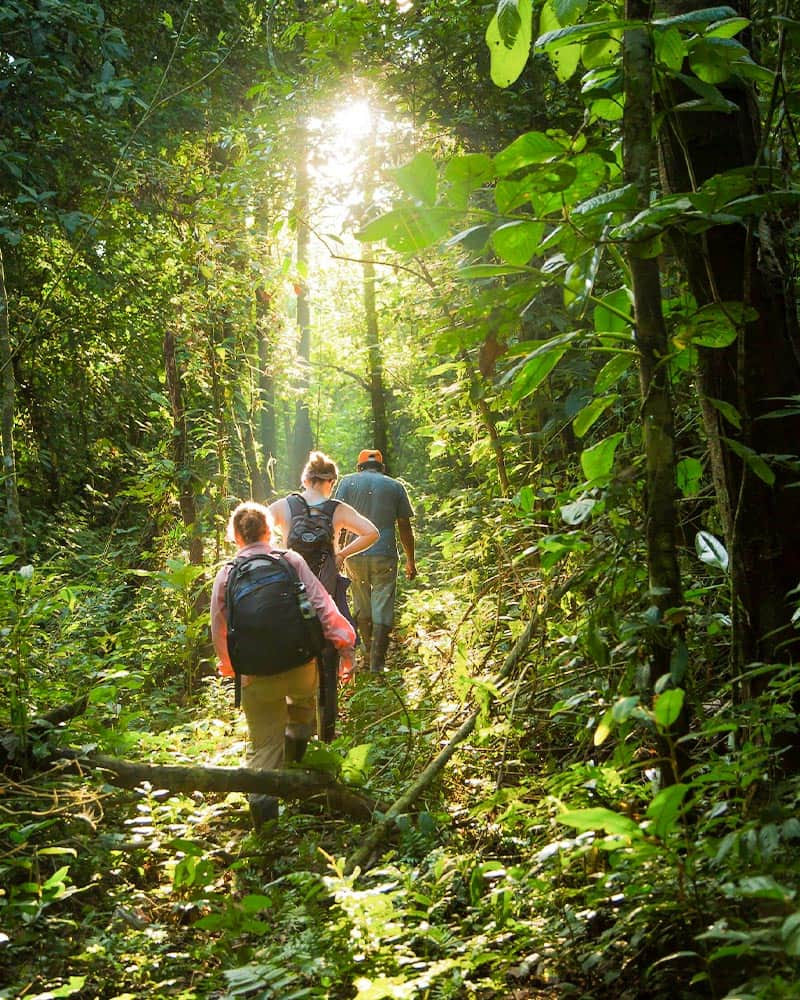 Caminhada turística na floresta de Tambopata