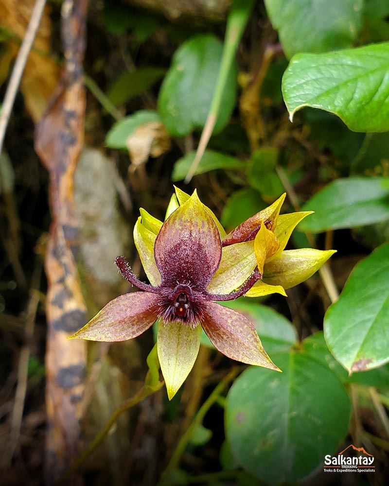 Orquídea no Caminho Inca