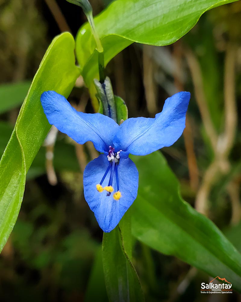 Orquídea no Caminho Inca