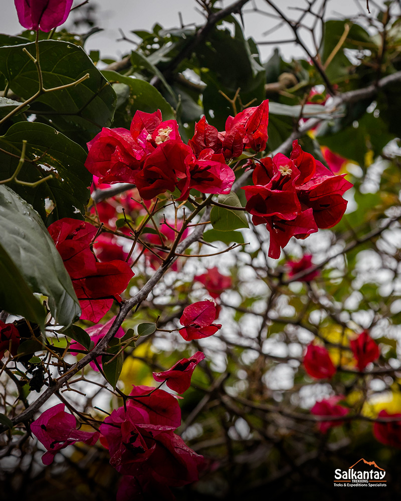 Flora na Trilha da Selva Inca