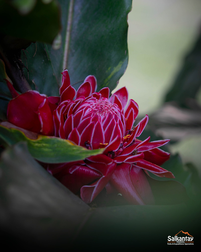 Flora na selva inca